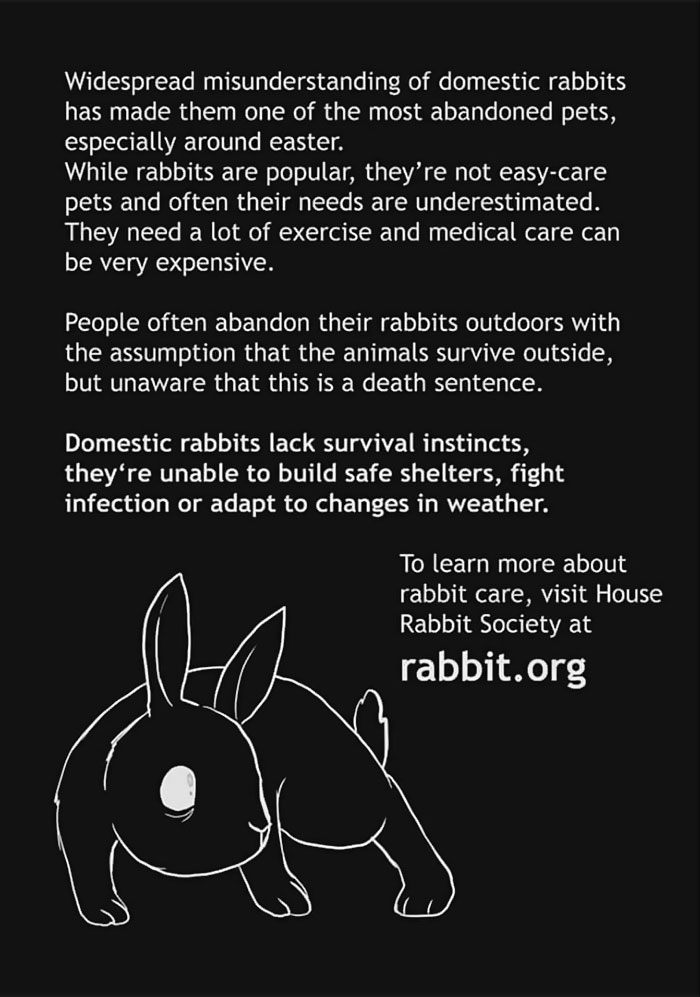 The Same Artist Who Made People Cry With Her animal Comics Just Released A New One With A Bunny